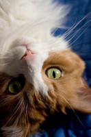 Einstein Upside Down