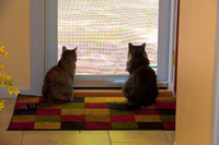 Cats in Doorway