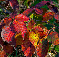 Plants and Trees Image 5