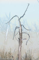 Rhapsody Opus 17, No. 33 - Trees of Wetherill Mesa, Mesa Verde National Park, Colorado