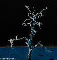 Rhapsody Opus 17, No. 18 - Trees of Wetherill Mesa, Mesa Verde National Park, Colorado